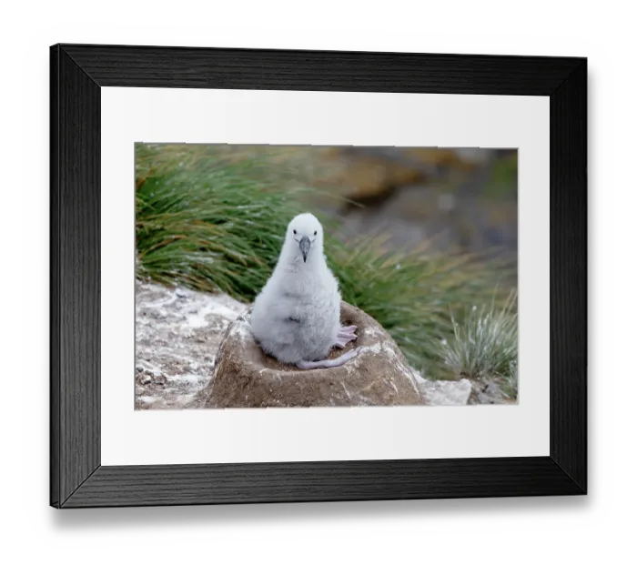 Framed Print : Falkland Islands. A black-browed albatross chick sits on its nest waiting for an adult to return with food
