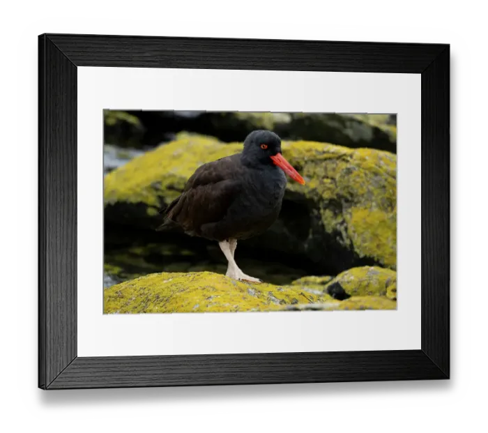 Framed Print : Falkland Islands. A blackish oystercatcher stands on the lichen covered rocks Framed Print : Falkland Islands. A blackish oystercatcher stands on the lichen covered rocks