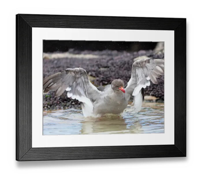 Framed Print : Falkland Islands. A dolphin gull enjoys a bath in a small puddle Framed Print : Falkland Islands. A dolphin gull enjoys a bath in a small puddle