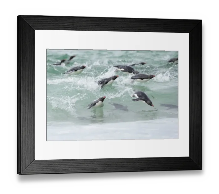 Framed Print : Falkland Islands. A group of rockhopper penguins porpoising through the water on the way to the beach Framed Print : Falkland Islands. A group of rockhopper penguins porpoising through the water on the way to the beach
