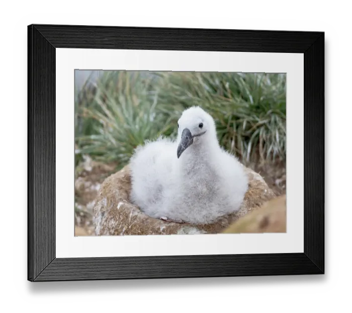 Framed Print : Falkland Islands. A black-browed albatross chick sits on its nest waiting for an adult to return with food