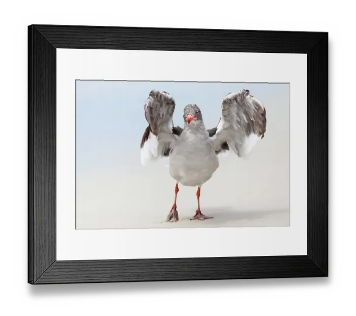 Framed Print : Falkland Islands. A dolphin gull flaps its wings and jumps to dry its wet feathers