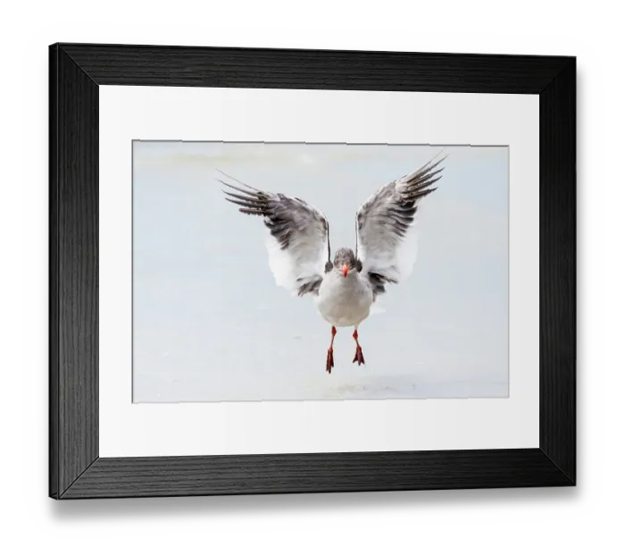 Framed Print : Falkland Islands. A dolphin gull flaps its wings and jumps to dry its wet feathers Framed Print : Falkland Islands. A dolphin gull flaps its wings and jumps to dry its wet feathers