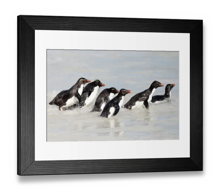 Framed Print : Falkland Islands. A group of rockhopper penguins wade through the water