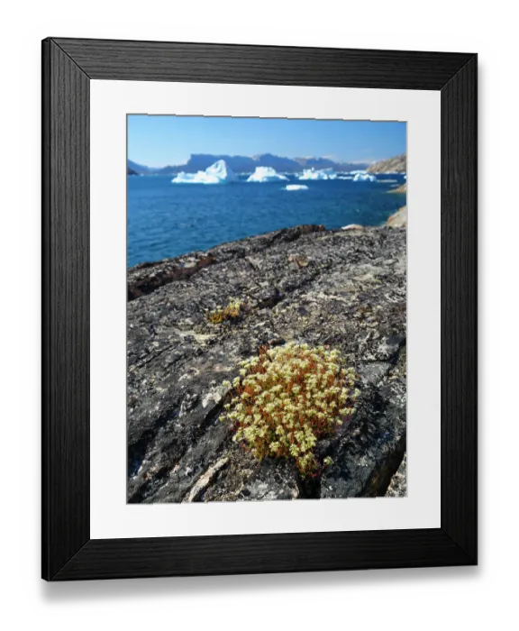 Framed Print : Rockfoil in tundra of Itilliarsuup Kangerlua Fjord part of Uummannaq Fjord, northwest of Greenland, Danish Territory Framed Print : Rockfoil in tundra of Itilliarsuup Kangerlua Fjord part of Uummannaq Fjord, northwest of Greenland, Danish Territory