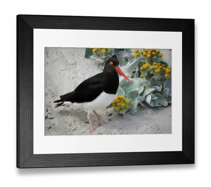 Framed Print : Falkland Islands. A Magellanic oystercatcher stands in the sand among the sea cabbage Framed Print : Falkland Islands. A Magellanic oystercatcher stands in the sand among the sea cabbage