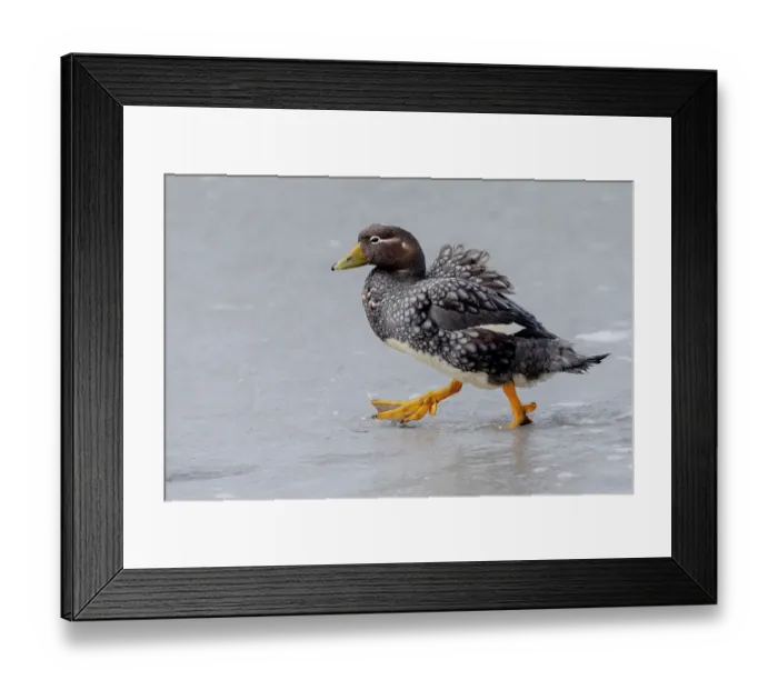 Framed Print : Falkland Islands. A female Falkland steamer duck walks through the water on the beach Framed Print : Falkland Islands. A female Falkland steamer duck walks through the water on the beach