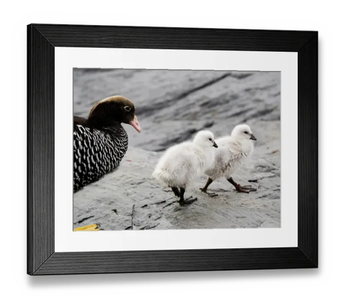 Framed Print : Falkland Islands. A female kelp goose walks with her two white chicks Framed Print : Falkland Islands. A female kelp goose walks with her two white chicks