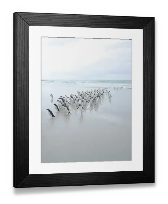 Framed Print : Falkland Islands. A group of rockhopper penguins walk on the beach after emerging from the sea Framed Print : Falkland Islands. A group of rockhopper penguins walk on the beach after emerging from the sea