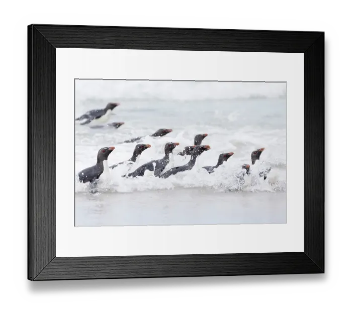 Framed Print : Falkland Islands. A group of rockhopper penguins emerge from the waves Framed Print : Falkland Islands. A group of rockhopper penguins emerge from the waves