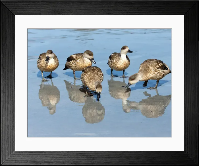 Framed Print : Falkland Islands. A group of crested ducks forage on the wet beach Framed Print : Falkland Islands. A group of crested ducks forage on the wet beach