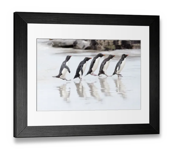 Framed Print : Falkland Islands. A group of rockhopper penguins hop over the wet beach towards the rookery