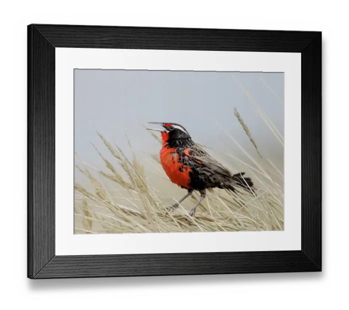 Framed Print : Falkland Islands. A long-tailed meadowlark stands and sings in the long grass Framed Print : Falkland Islands. A long-tailed meadowlark stands and sings in the long grass