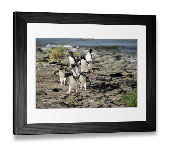Framed Print : Falkland Islands. A group of rockhoppers approach the rookery after climbing the cliff from the sea Framed Print : Falkland Islands. A group of rockhoppers approach the rookery after climbing the cliff from the sea