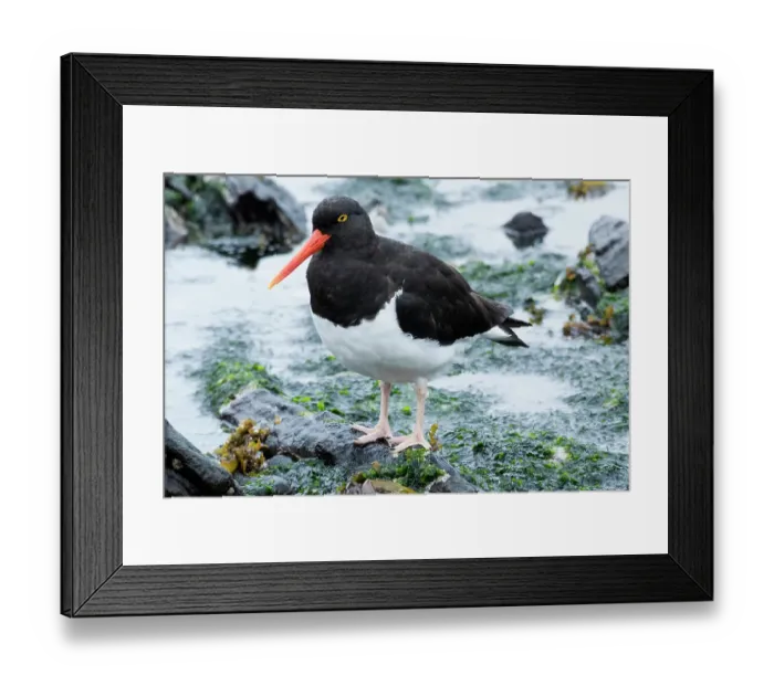 Framed Print : Falkland Islands. A Magellanic oystercatcher walks through the water at the edge of the ocean Framed Print : Falkland Islands. A Magellanic oystercatcher walks through the water at the edge of the ocean