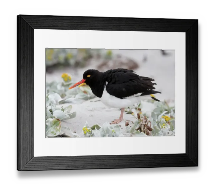 Framed Print : Falkland Islands. A Magellanic oystercatcher stands in the sand among the sea cabbage Framed Print : Falkland Islands. A Magellanic oystercatcher stands in the sand among the sea cabbage