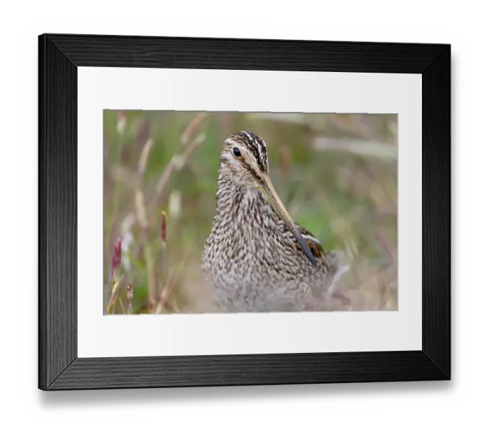 Framed Print : Falkland Islands. Headshot of a Magellanic snipe