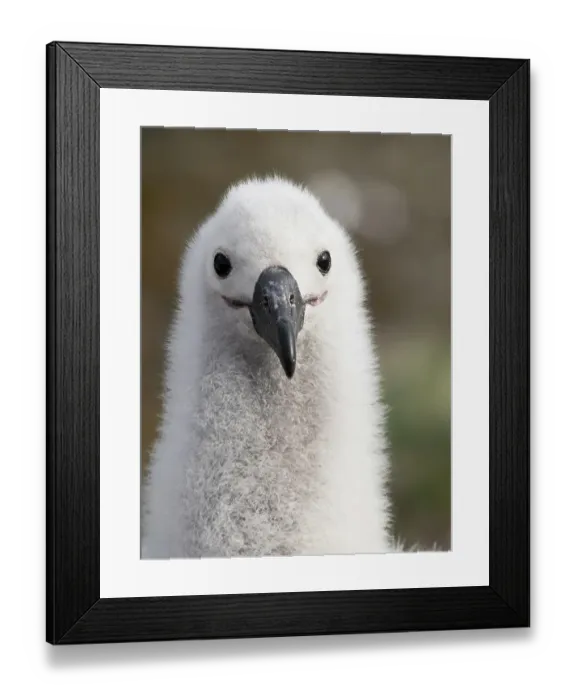 Framed Print : Falkland Islands. Headshot of a black-browed albatross chick Framed Print : Falkland Islands. Headshot of a black-browed albatross chick
