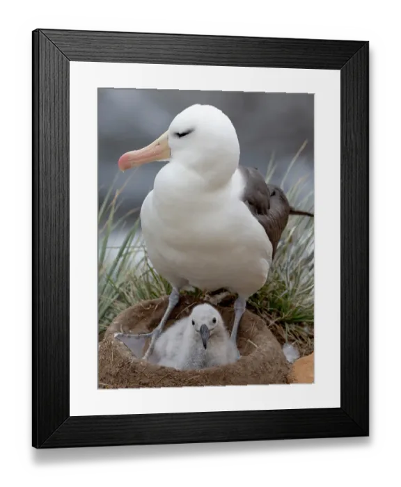 Framed Print : Falkland Islands. An adult black-browed albatross sits on its nest with its chick