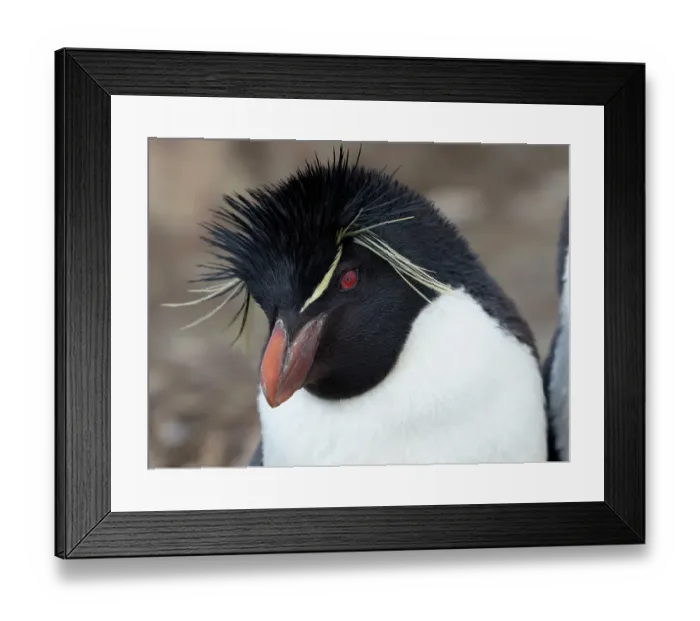 Framed Print : Falkland Islands. Headshot of a rockhopper penguin Framed Print : Falkland Islands. Headshot of a rockhopper penguin
