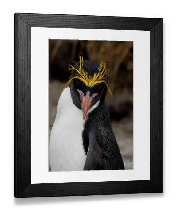 Framed Print : Falkland Islands. Headshot of a macaroni penguin showing its brilliant yellow head feathers