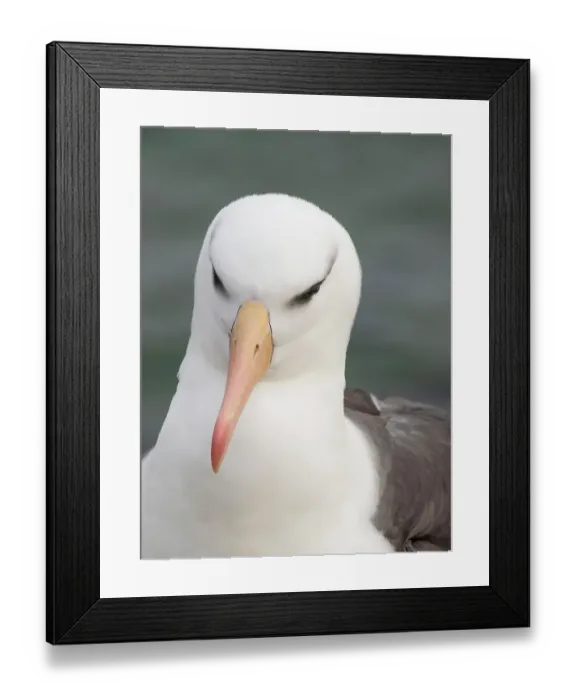 Framed Print : Falkland Islands. Headshot of an adult black-browed albatross