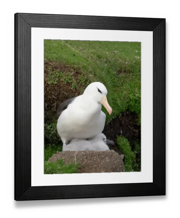 Framed Print : Falkland Islands. An adult black-browed albatross sits on the nest with its large chick Framed Print : Falkland Islands. An adult black-browed albatross sits on the nest with its large chick