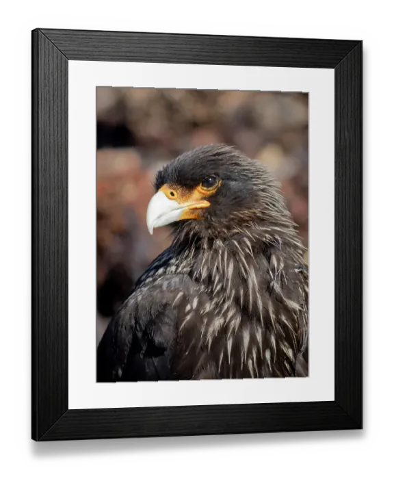 Framed Print : Falkland Islands. Headshot of a striated caracara Framed Print : Falkland Islands. Headshot of a striated caracara