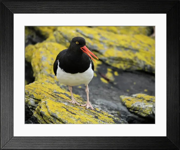 Framed Print : Falkland Islands. A Magellanic oystercatcher stands on the yellow, lichen covered rocks