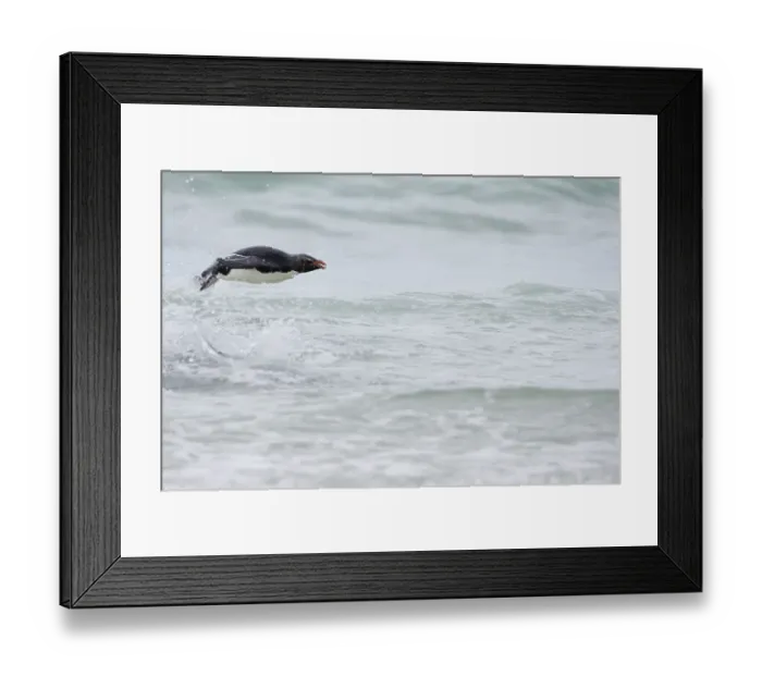 Framed Print : Falkland Islands. A single rockhopper penguin porpoises out of the ocean Framed Print : Falkland Islands. A single rockhopper penguin porpoises out of the ocean