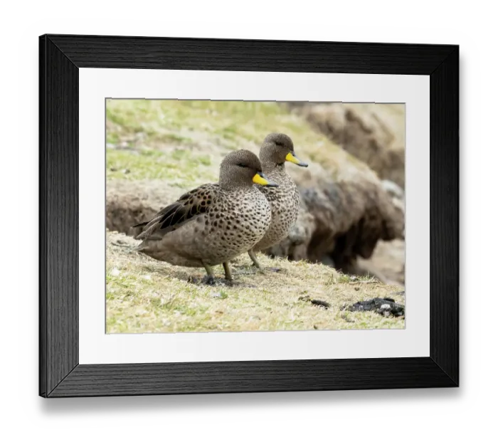Framed Print : Falkland Islands. A pair of yellow-billed teal sit on the edge of the bank near the shore Framed Print : Falkland Islands. A pair of yellow-billed teal sit on the edge of the bank near the shore
