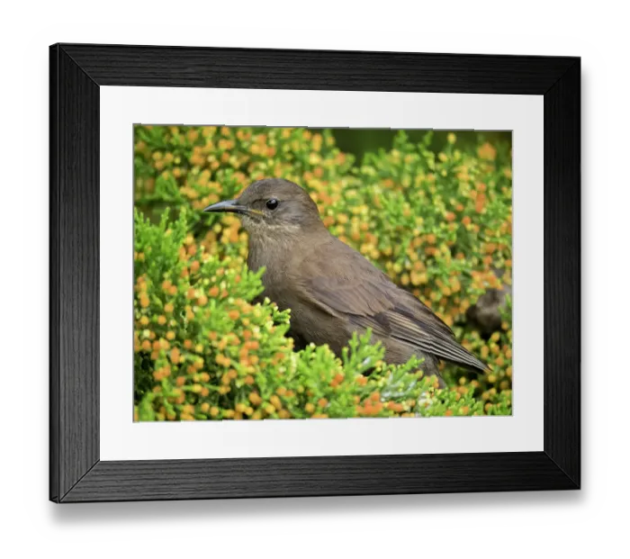 Framed Print : Falkland Islands. A tussock sits in a flowering hedge Framed Print : Falkland Islands. A tussock sits in a flowering hedge