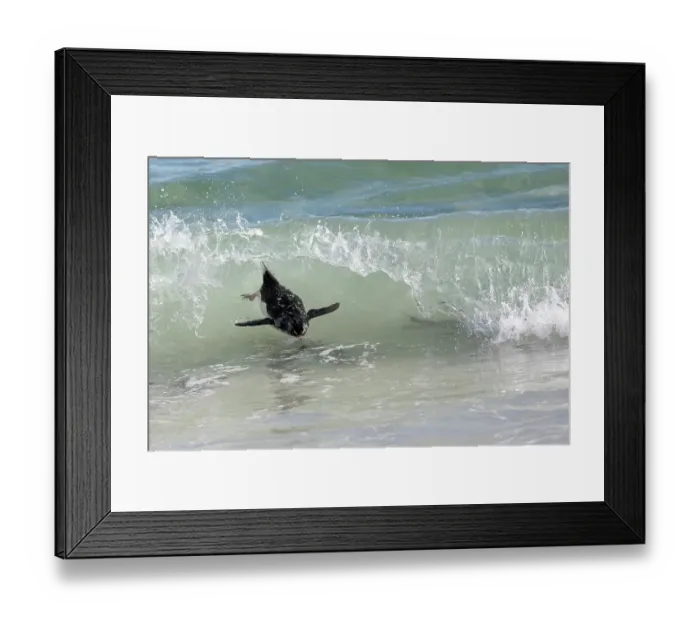 Framed Print : Falkland Islands. A rockhopper swims through the waves on its way to the beach