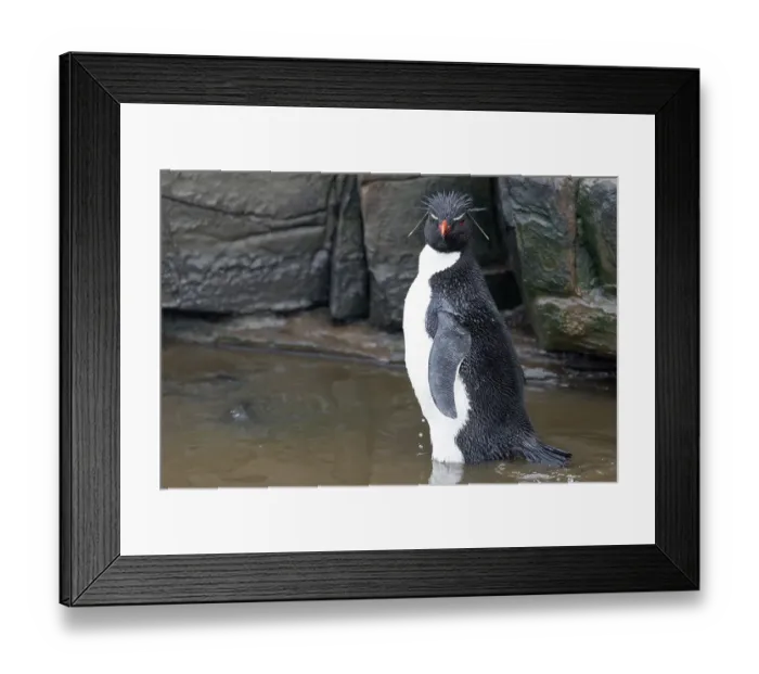 Framed Print : Falkland Islands. A rockhopper penguin bathes in a small pool among the rocks Framed Print : Falkland Islands. A rockhopper penguin bathes in a small pool among the rocks