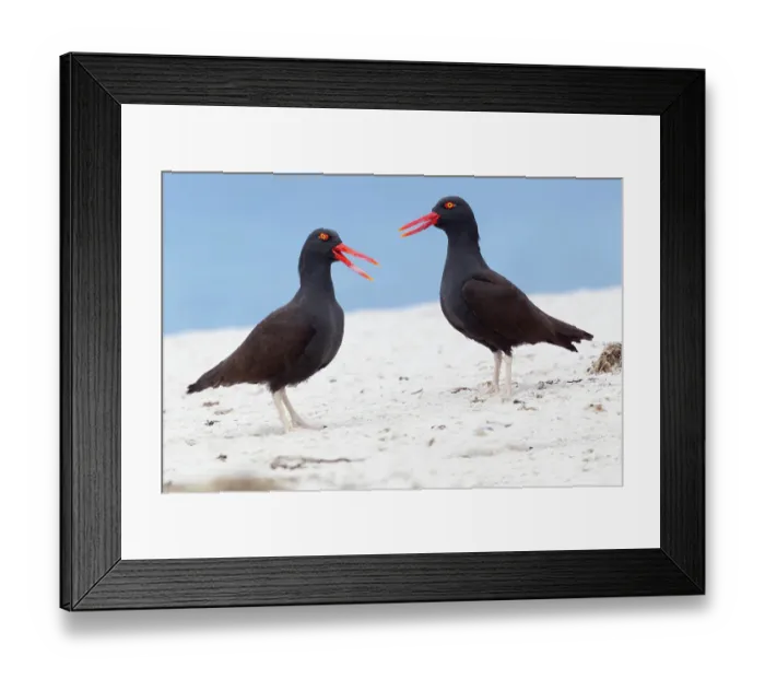 Framed Print : Falkland Islands. A pair of blackish oystercatchers vocalize with one another on the white beach Framed Print : Falkland Islands. A pair of blackish oystercatchers vocalize with one another on the white beach
