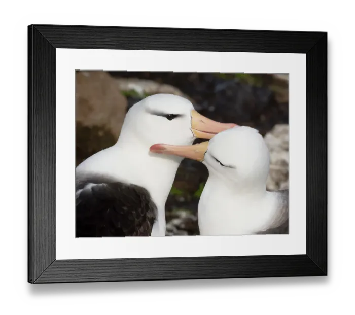 Framed Print : Falkland Islands. A pair of black-browed albatross sit together and preen each other