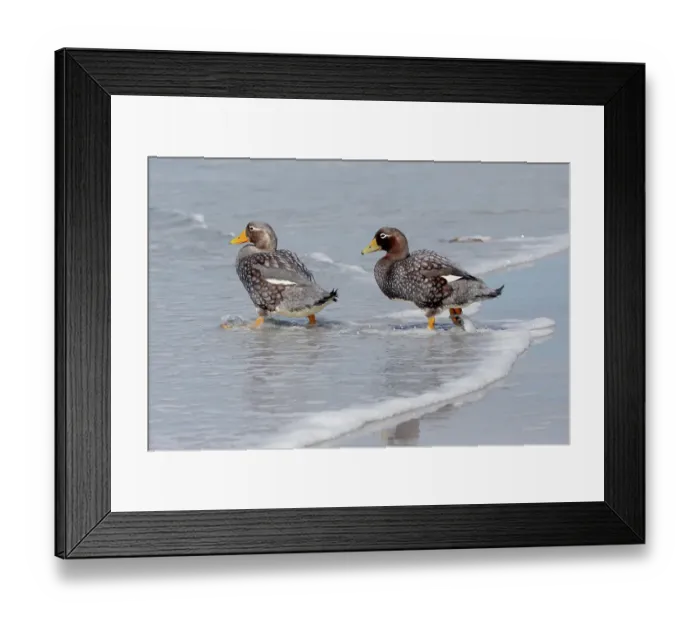 Framed Print : Falkland Islands. A pair of Falkland steamer ducks walk together on the beach Framed Print : Falkland Islands. A pair of Falkland steamer ducks walk together on the beach
