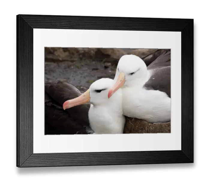 Framed Print : Falkland Islands. A pair of black-browed albatross sit together and groom each other Framed Print : Falkland Islands. A pair of black-browed albatross sit together and groom each other