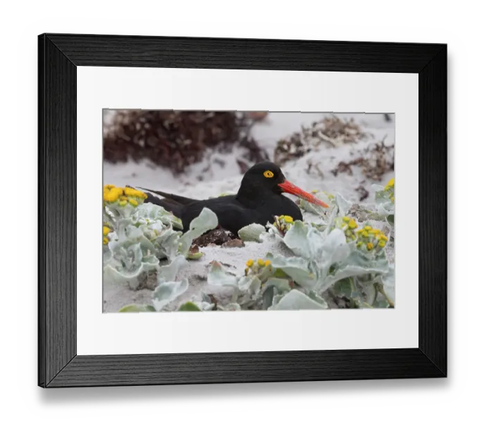Framed Print : Falkland Islands. A Magellanic oystercatcher nestles in the sand among the sea cabbage