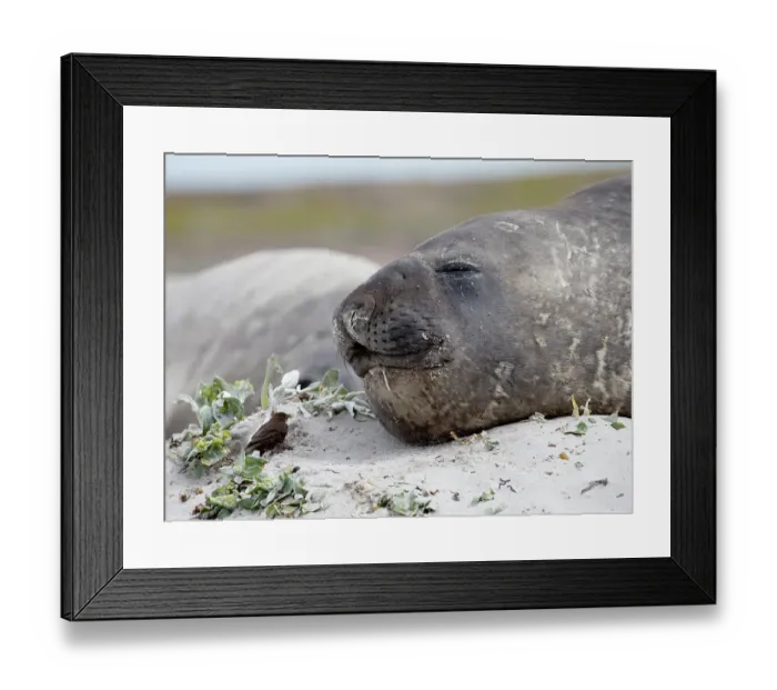 Framed Print : Falkland Islands. A tussock bird approaches a drooling elephant seal Framed Print : Falkland Islands. A tussock bird approaches a drooling elephant seal