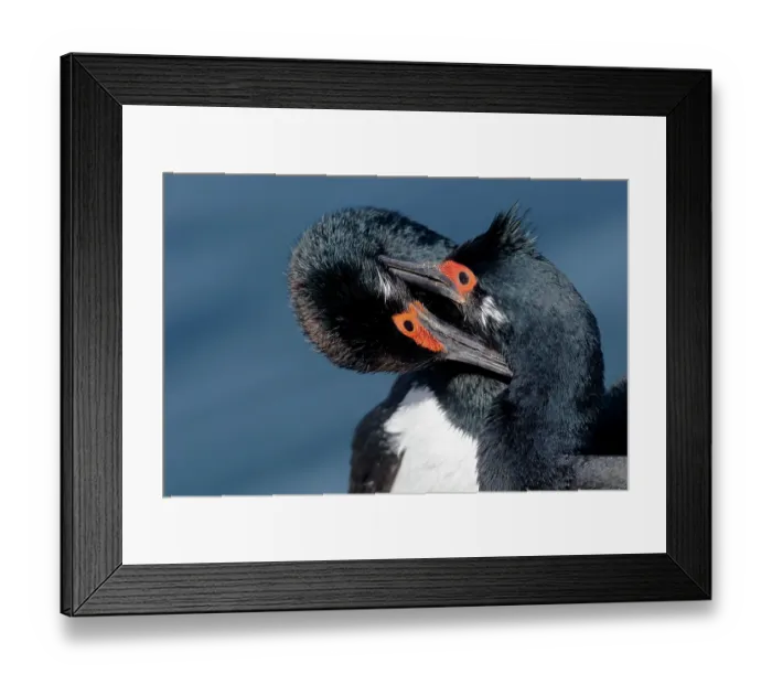 Framed Print : Falkland Islands. Two king cormorants are grooming one another Framed Print : Falkland Islands. Two king cormorants are grooming one another