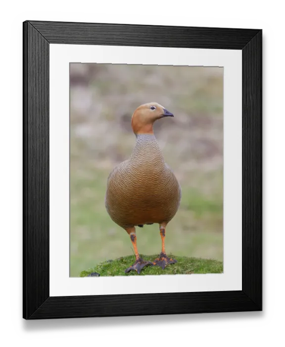Framed Print : Falkland Islands. Portrait of a ruddy-headed goose standing on a grass hummock