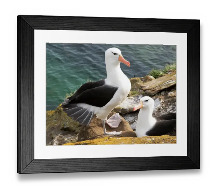 Framed Print : Falkland Islands. Two adult black-browed albatrosses greet each other after one returns Framed Print : Falkland Islands. Two adult black-browed albatrosses greet each other after one returns