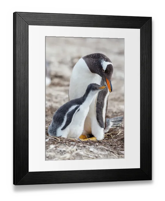 Framed Print : Falkland Islands. A gentoo chick encourages its parent to feed it by pecking on its bill Framed Print : Falkland Islands. A gentoo chick encourages its parent to feed it by pecking on its bill
