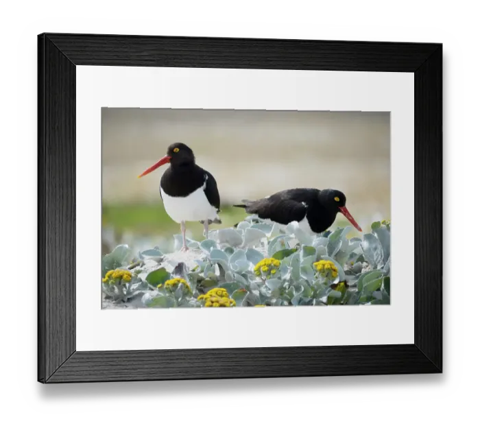 Framed Print : Falkland Islands. Two Magellanic oystercatchers forage among the sea cabbage on the beach Framed Print : Falkland Islands. Two Magellanic oystercatchers forage among the sea cabbage on the beach