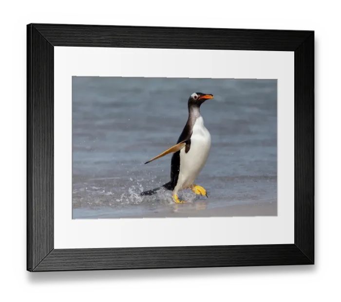 Framed Print : Falkland Islands. A gentoo emerges from the water with high stepping feet Framed Print : Falkland Islands. A gentoo emerges from the water with high stepping feet