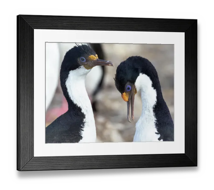 Framed Print : Falkland Islands. Two adult rock shags groom one another Framed Print : Falkland Islands. Two adult rock shags groom one another