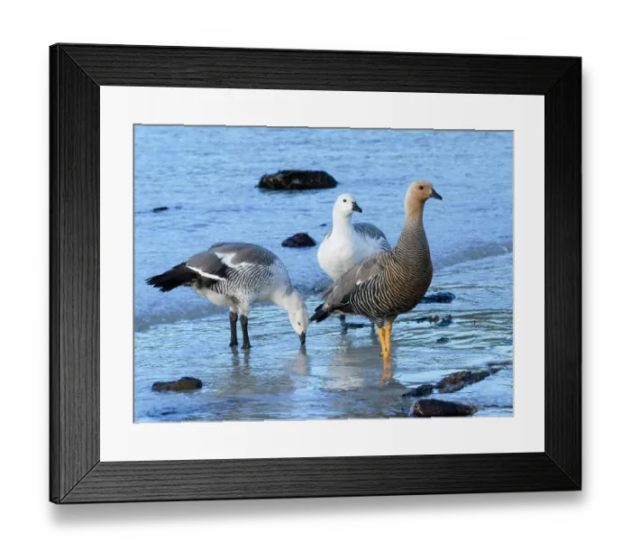 Framed Print : Falkland Islands. Two male upland geese stand with a female along the shoreline Framed Print : Falkland Islands. Two male upland geese stand with a female along the shoreline