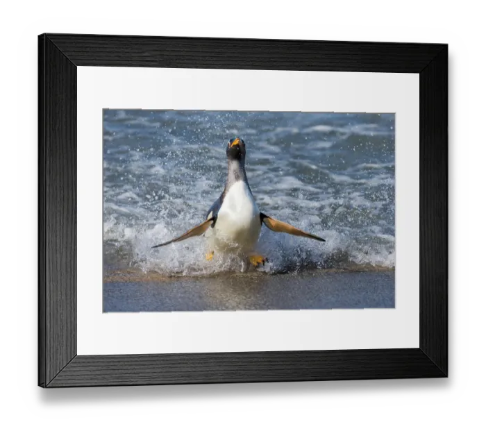 Framed Print : Falkland Islands. A gentoo penguin emerges from the surf with lots of spray