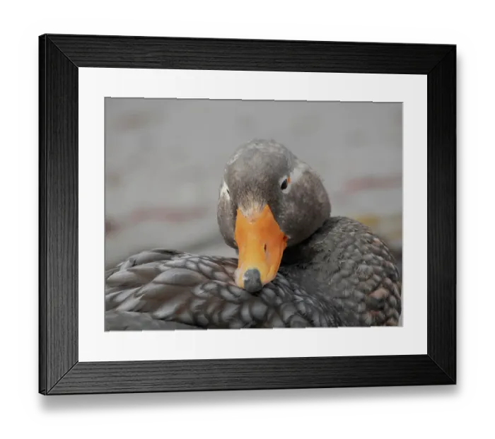 Framed Print : Falkland Islands. Headshot of a male Falkland steamer duck Framed Print : Falkland Islands. Headshot of a male Falkland steamer duck
